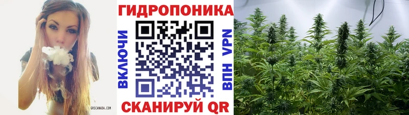 Конопля Bruce Banner Удачный